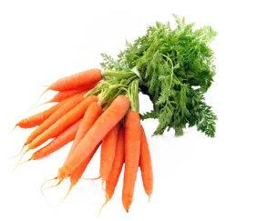 carrot