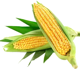 corn