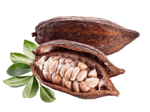 Cacao beans and pod
