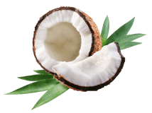 Half of coconut with green leaves