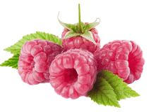 Fresh raspberries